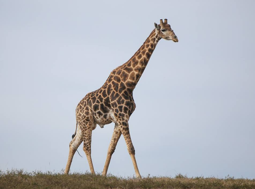 giraffe